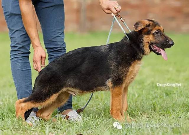 干将犬舍：魔力兹后代and皮诺后代