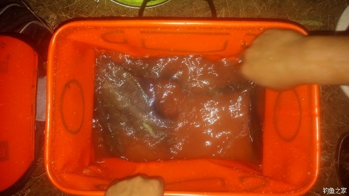 秋浦河冬钓板鲫,夜钓王二河图片