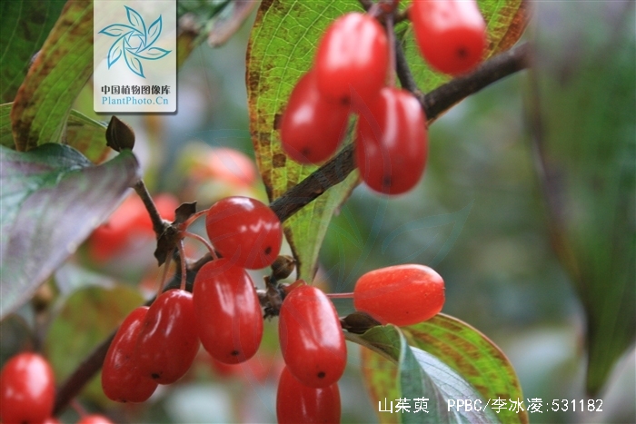 腰膝酸痛耳鸣吃什么中成药,西医怎么治疗腰膝酸软头晕耳鸣