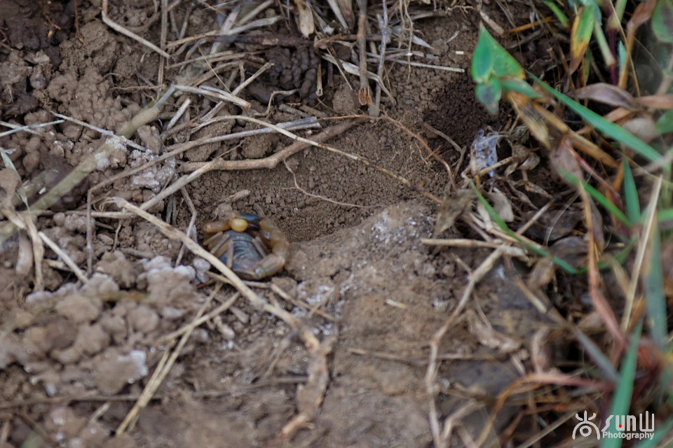 国家保护动物昆虫有哪些,十大保护动物昆虫