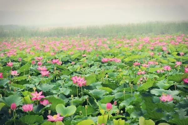 济宁微山湖荷花,济宁太白湖荷花现在开了吗