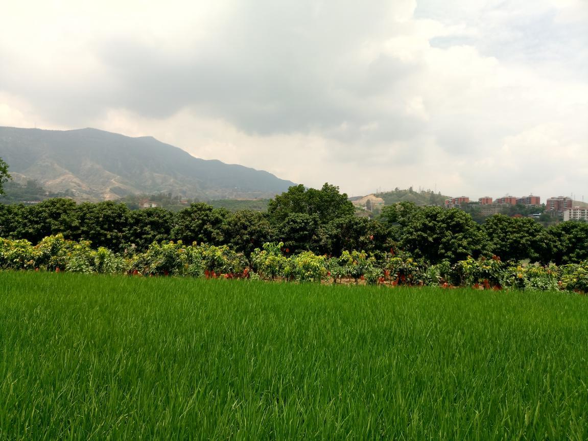 攀枝花料理,攀枝花最好吃的料理