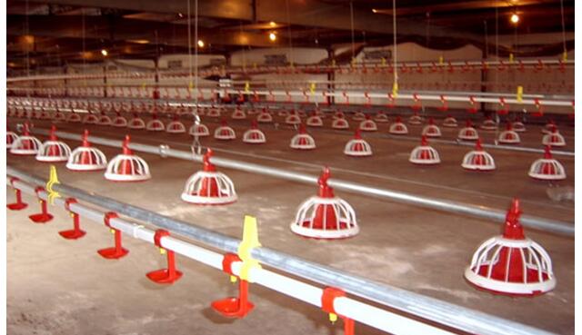 养鸡喂什么水鸡不得病,养鸡注意事项和防潮处理