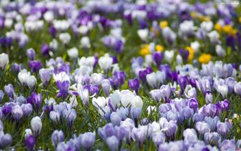 南药种植项目是骗人的吗,千万别上当了45个骗人的农业项目