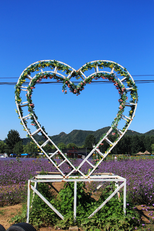 北京东方普罗旺斯薰衣草庄园,国外普罗旺斯薰衣草庄园夕阳