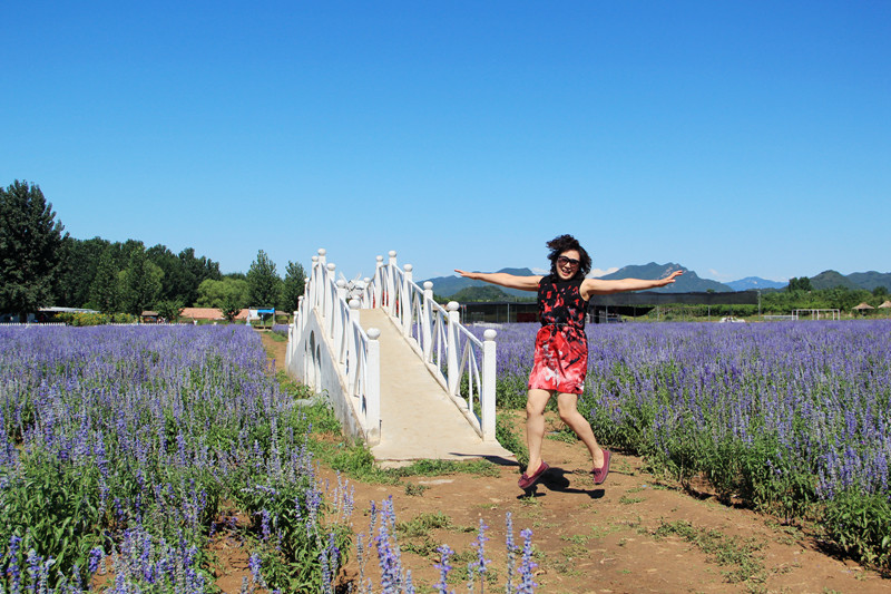北京东方普罗旺斯薰衣草庄园,国外普罗旺斯薰衣草庄园夕阳