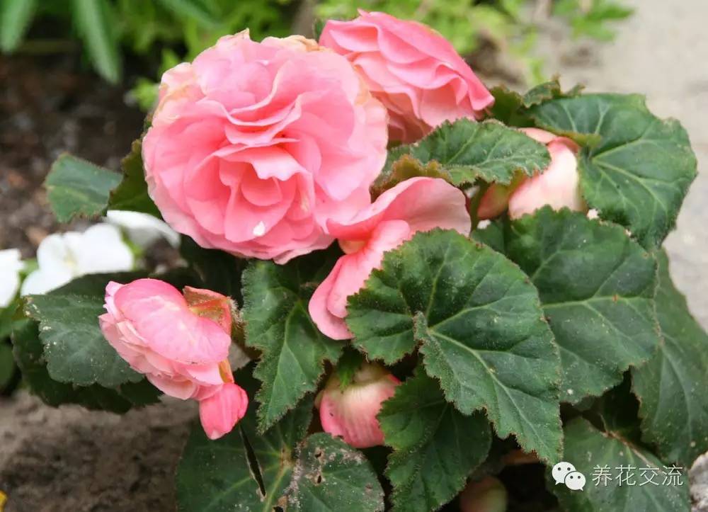 10种秋季开花的植物,8种夏季开花的植物