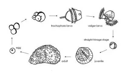 海蛎子的秘密,牡蛎的趣闻科普