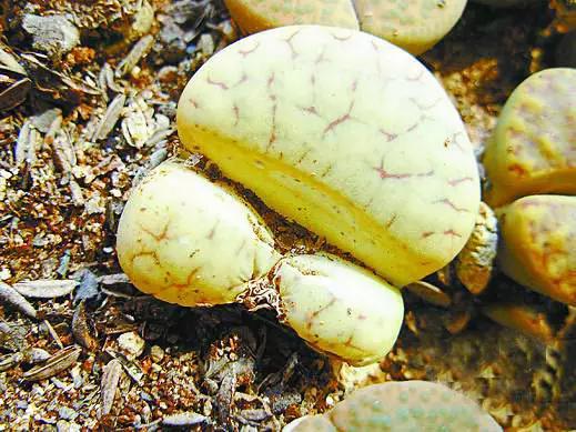 生石花晒伤了怎么处理,生石花晒伤为什么不能浇水