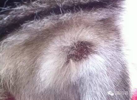 猫癣知识,猫咪得了猫癣适合用的药膏