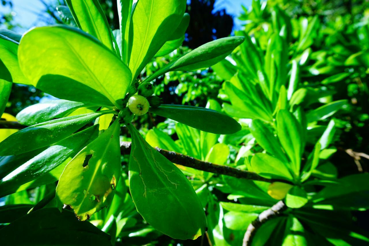 见摄者：普吉岛行之三珊瑚礁的梦，梦幻般的蓝，和蜥蜴面对面