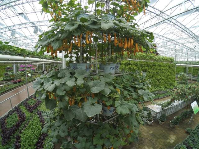 带上小蚁运动相机游潍坊（三）寿光菜博会