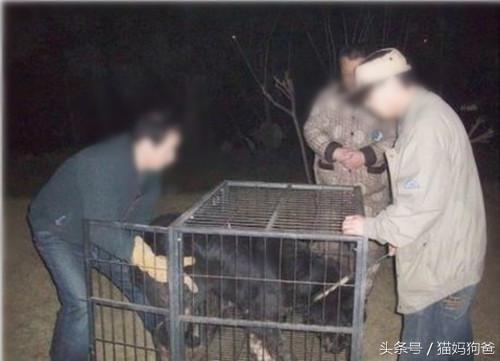 苦等主人的藏獒视频,苦等主人藏獒完整版