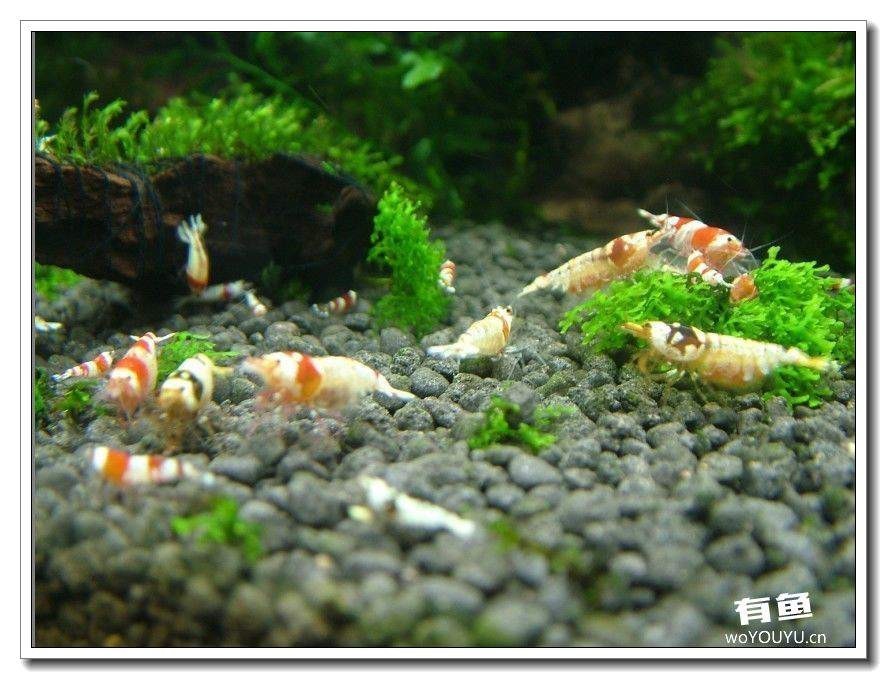 社区精华从40只水晶虾到爆缸之路，老公你好棒