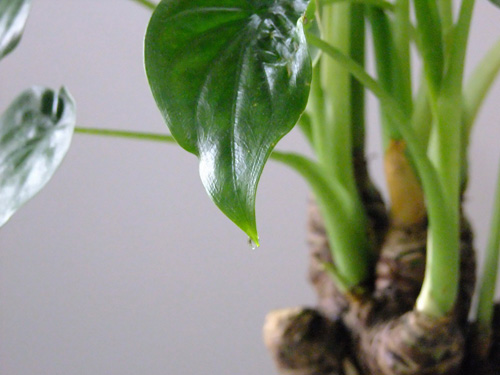 什么花属于吸毒植物,分享五款吸毒植物选盆搬回家吧