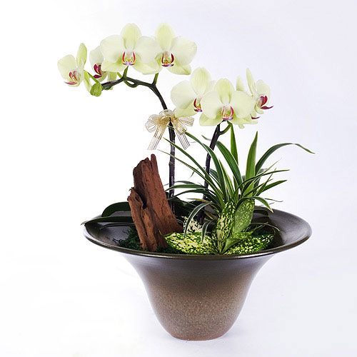 什么花属于吸毒植物,分享五款吸毒植物选盆搬回家吧