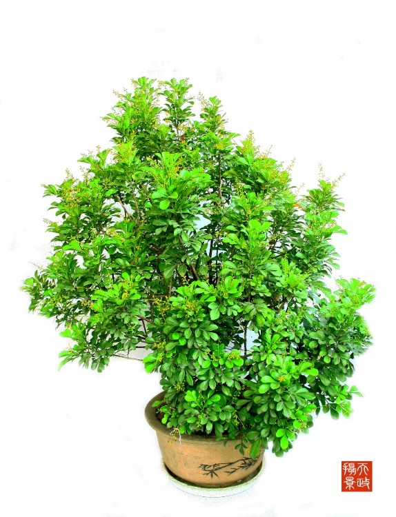 什么花属于吸毒植物,分享五款吸毒植物选盆搬回家吧