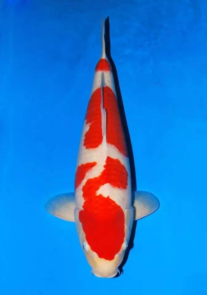 锦鲤养殖的方法与技巧,最简单的锦鲤饲养方法