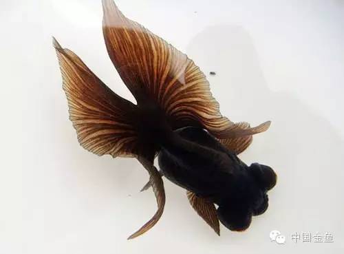 龙眼金鱼和蝶尾金鱼有什么区别,大尾金鱼品种图谱大全