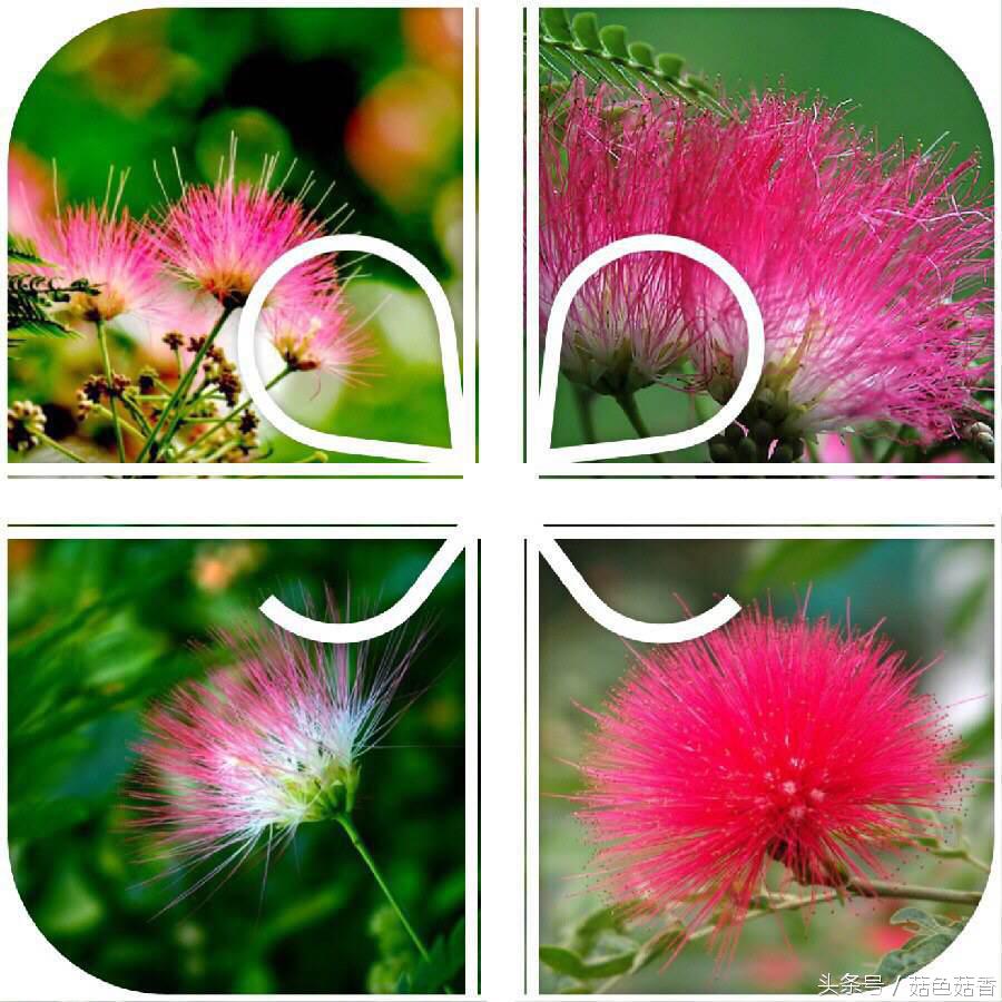 《甄嬛传》里的*欢合**花，你了解有多少？