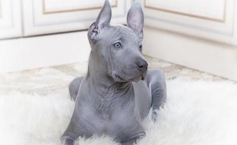 FCI的10个犬种组