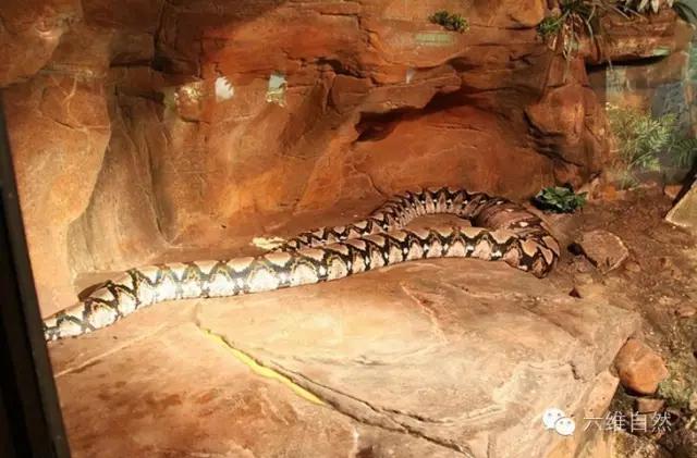 世界最长的蛇是泰坦巨蟒,世界上最长的蟒蛇