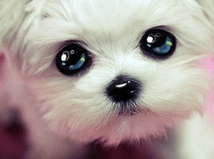 狗狗的10个征兆和表现,狗狗常见疾病及解决方法