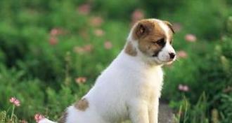 狗狗的10个征兆和表现,狗狗常见疾病及解决方法