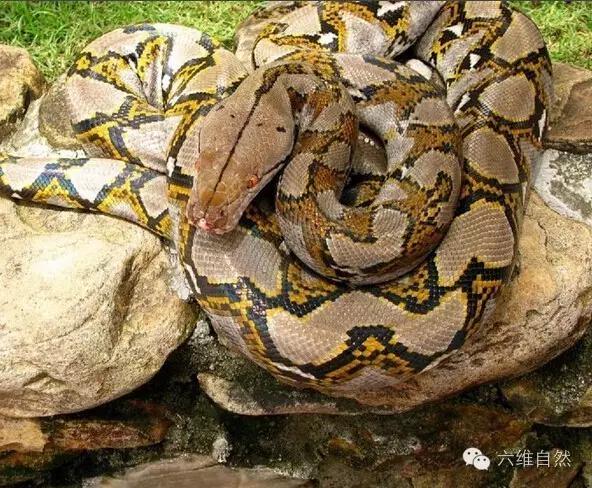 世界最长的蛇是泰坦巨蟒,世界上最长的蟒蛇