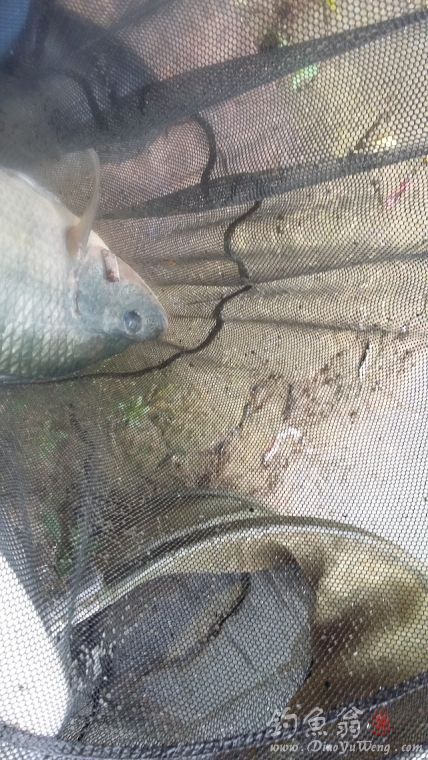 钓草鱼罗非鱼闹窝怎么办,准备钓黄蜂鱼