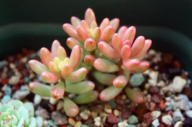 多肉长残了怎么补救,荔湾区多肉