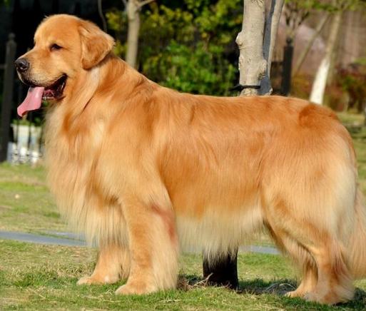 金毛犬生病不吃东西怎么办,金毛夏天不怎么吃东西