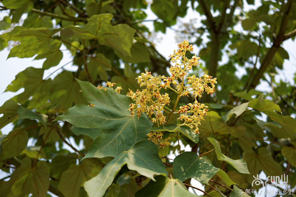 梧桐树真的能招来凤凰吗,梧桐树真的能引来凤凰吗