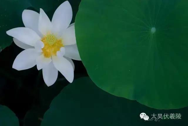 淮阳龙湖荷花视频,淮阳龙湖看荷花