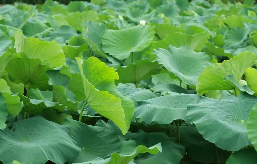 治疗夏季感冒,夏季感冒如何自愈