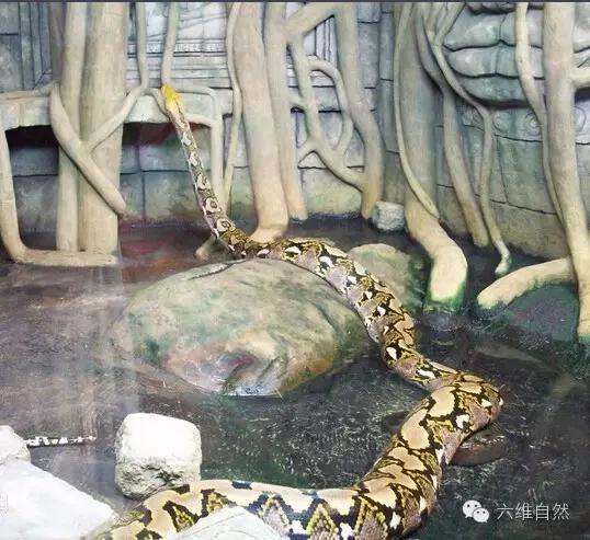 世界最长的蛇是泰坦巨蟒,世界上最长的蟒蛇