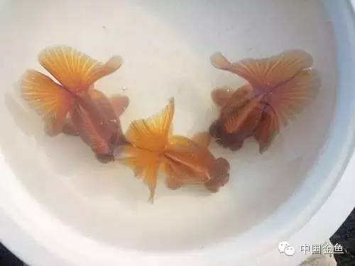 龙眼金鱼和蝶尾金鱼有什么区别,大尾金鱼品种图谱大全