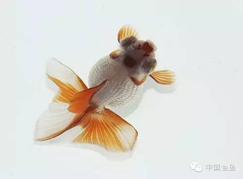 龙眼金鱼和蝶尾金鱼有什么区别,大尾金鱼品种图谱大全