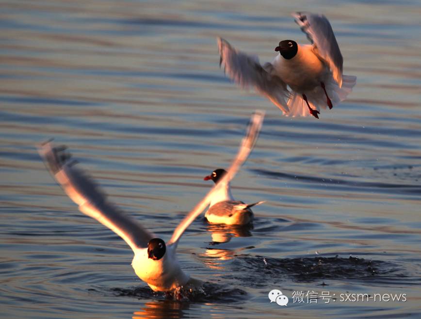 炎炎夏日，小伙伴们神木这几处清凉避暑胜地你去了吗？
