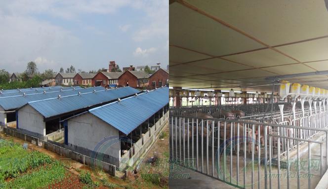 仔猪阉后应激,仔猪阉猪架怎么做