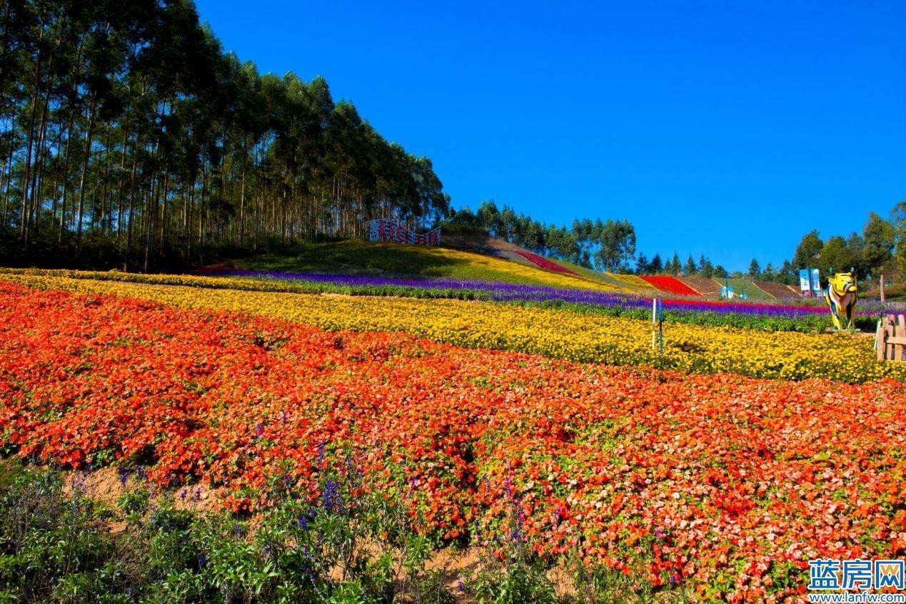 讲真的直播版,讲真最近直播