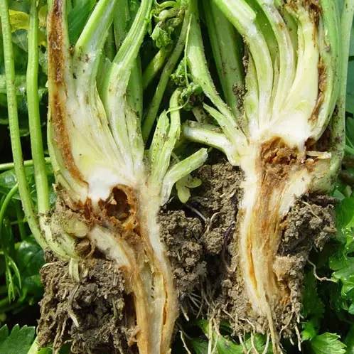 芹菜种植技术和管理方法及病害,芹菜苗期有哪些细菌性病害