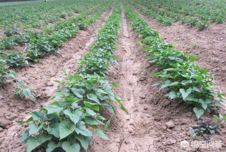 红薯施什么肥料红薯高产,红薯高产方法红薯施什么肥最好