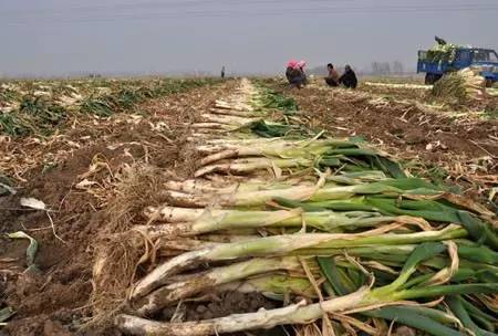 大葱栽培技术视频播放,大葱栽培技术规程