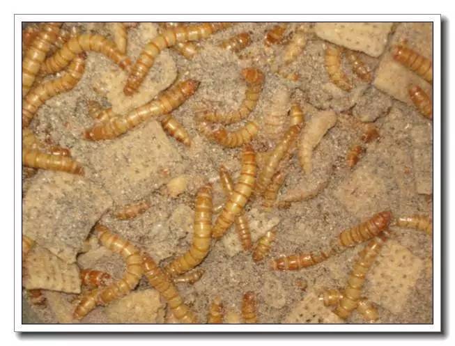 面包虫活饵购买网站,面包虫活饵盒装