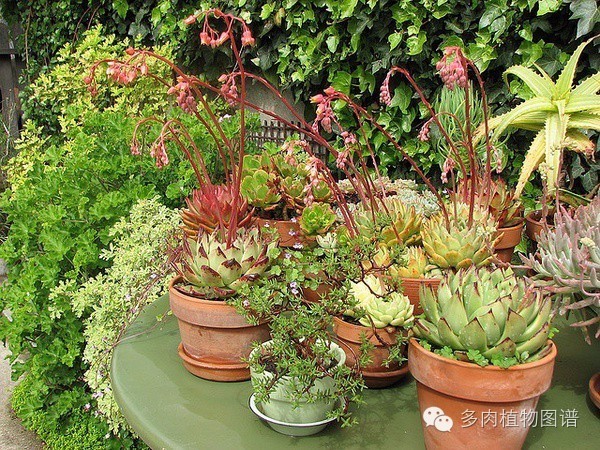 韩国精美多肉,欧美风多肉