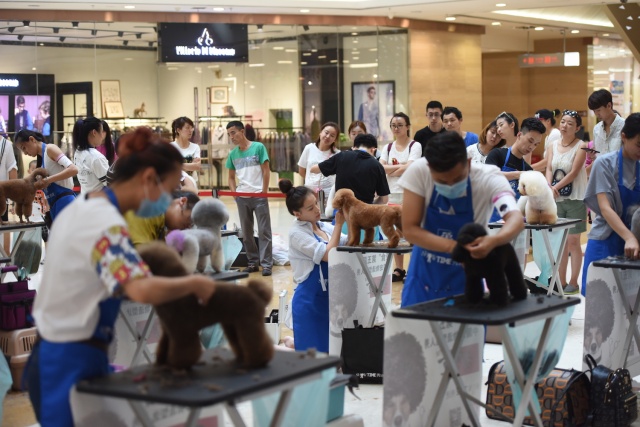 “源食”第五届中国宠物造型达人秀——哈尔滨赛区报道