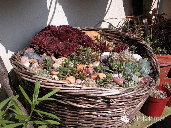 韩国精美多肉,欧美风多肉