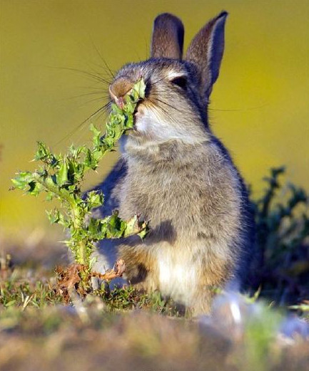 兔子喜欢吃的带刺的草,用带刺的树叶喂兔子