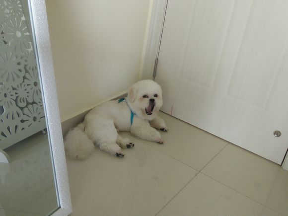 拯救狗狗不被蜜蜂蜇,拯救狗狗原版